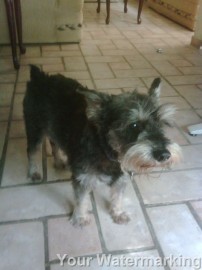 pequeño